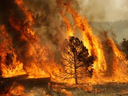 Escala Nayarit al noveno lugar nacional por incendios forestales